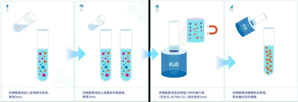 千亿国际推出无柱式磁性细胞分选平台，纯度&效率双优选！仅需10min！